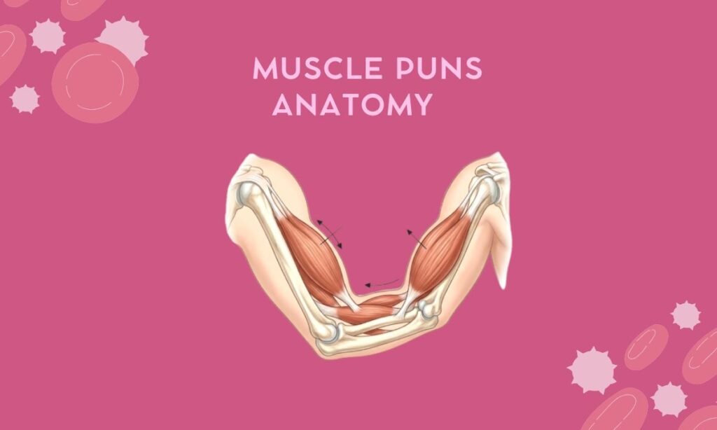 Muscle Puns Anatomy